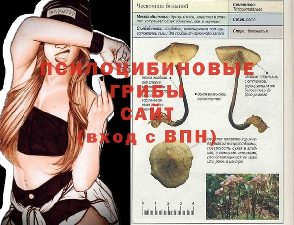 сатива Абинск