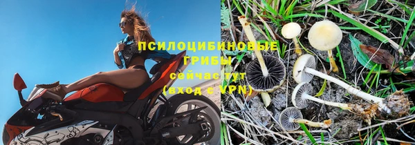 сатива Абинск